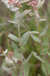 Rosy camphorweed